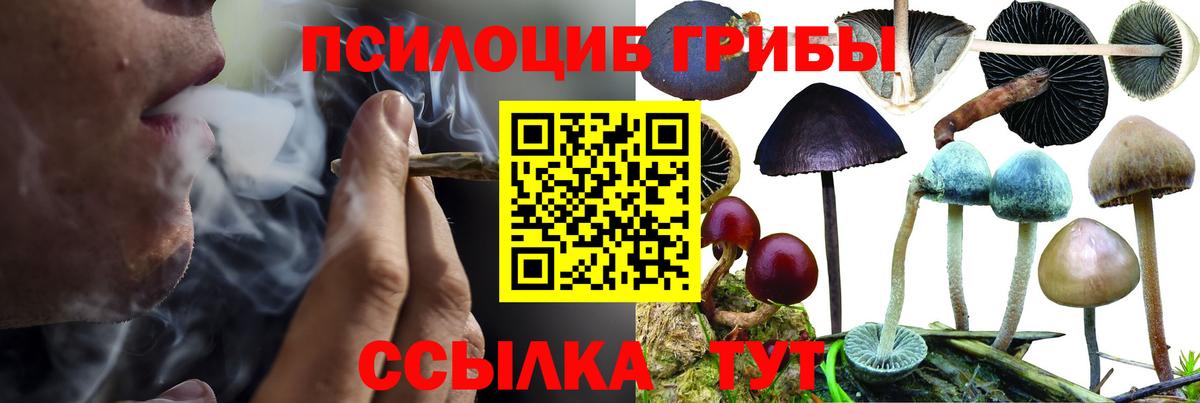 Кашира  Псилоцибиновые грибы прущие грибы  Вход с VPN  Псилоцибиновые грибы Cubensis 